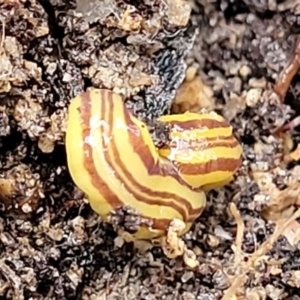 Caenoplana sulphurea at Paddys River, ACT - 22 Sep 2022