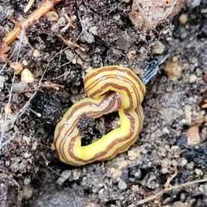 Caenoplana sulphurea at Paddys River, ACT - 22 Sep 2022