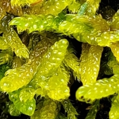 Unidentified Moss, Liverwort or Hornwort at Paddys River, ACT - 22 Sep 2022 by trevorpreston