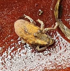 Gonipterus sp. (genus) (Eucalyptus Weevil) at Gibraltar Pines - 22 Sep 2022 by trevorpreston