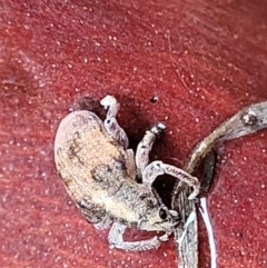 Gonipterus sp. (genus) at Paddys River, ACT - 22 Sep 2022