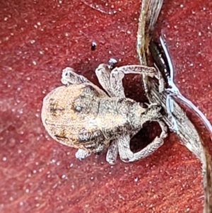 Gonipterus sp. (genus) at Paddys River, ACT - 22 Sep 2022