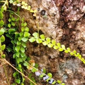 Asplenium flabellifolium at Paddys River, ACT - 22 Sep 2022