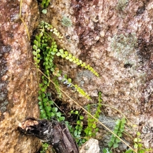 Asplenium flabellifolium at Paddys River, ACT - 22 Sep 2022