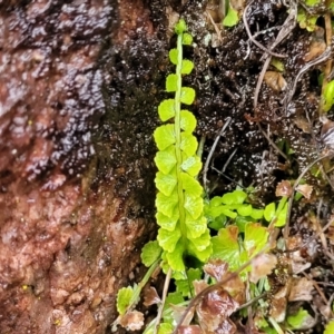 Asplenium flabellifolium at Paddys River, ACT - 22 Sep 2022