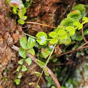 Asplenium flabellifolium at Paddys River, ACT - 22 Sep 2022