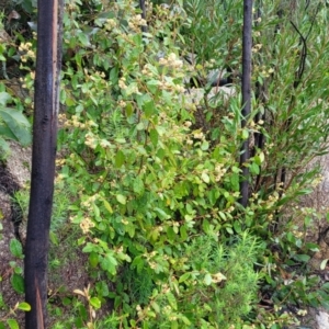 Pomaderris betulina subsp. actensis at Paddys River, ACT - 22 Sep 2022