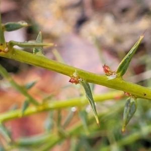 Daviesia ulicifolia at Paddys River, ACT - 22 Sep 2022