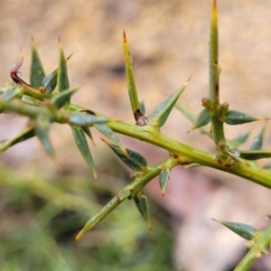 Daviesia ulicifolia at Paddys River, ACT - 22 Sep 2022