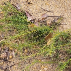 Daviesia ulicifolia at Paddys River, ACT - 22 Sep 2022