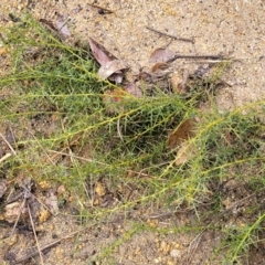 Daviesia ulicifolia at Paddys River, ACT - 22 Sep 2022 10:58 AM