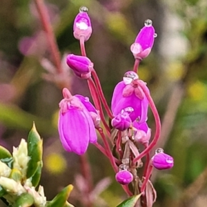 Tetratheca bauerifolia at Paddys River, ACT - 22 Sep 2022