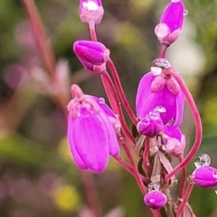 Tetratheca bauerifolia at Paddys River, ACT - 22 Sep 2022