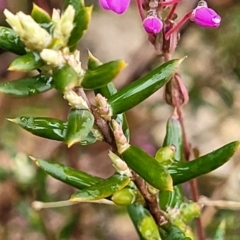 Tetratheca bauerifolia at Paddys River, ACT - 22 Sep 2022