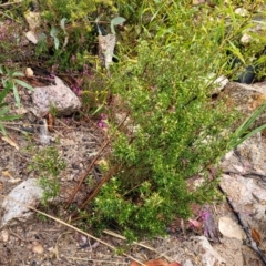 Tetratheca bauerifolia at Paddys River, ACT - 22 Sep 2022