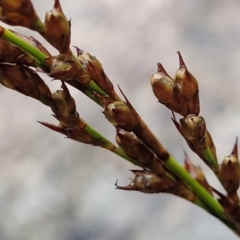 Lepidosperma laterale (Variable Sword Sedge) at Paddys River, ACT - 22 Sep 2022 by trevorpreston