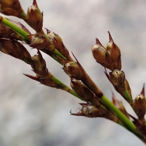 Lepidosperma laterale at Paddys River, ACT - 22 Sep 2022