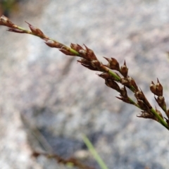Lepidosperma laterale at Paddys River, ACT - 22 Sep 2022