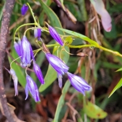 Stypandra glauca (Nodding Blue Lily) at Paddys River, ACT - 22 Sep 2022 by trevorpreston