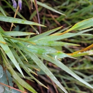 Stypandra glauca at Paddys River, ACT - 22 Sep 2022