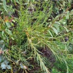 Stypandra glauca at Paddys River, ACT - 22 Sep 2022