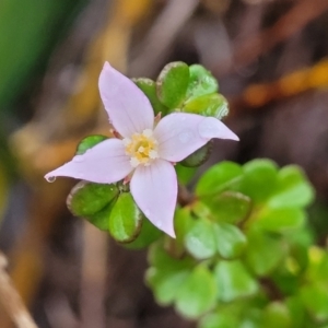 Boronia algida at Paddys River, ACT - 22 Sep 2022