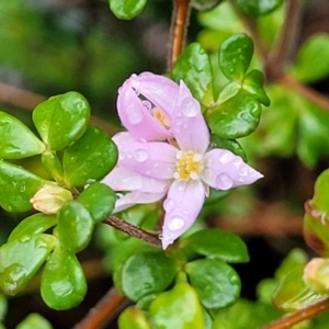 Boronia algida at Paddys River, ACT - 22 Sep 2022