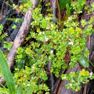 Boronia algida at Paddys River, ACT - 22 Sep 2022