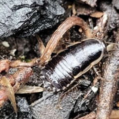 Drymaplaneta sp. (genus) (Unidentified Wood Runner) at Gibraltar Pines - 22 Sep 2022 by trevorpreston