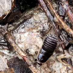 Drymaplaneta sp. (genus) at Paddys River, ACT - 22 Sep 2022