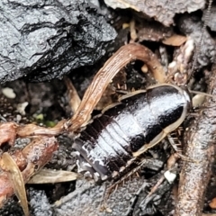 Drymaplaneta sp. (genus) at Paddys River, ACT - 22 Sep 2022