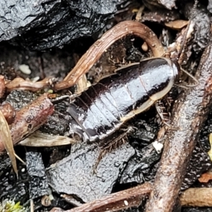 Drymaplaneta sp. (genus) at Paddys River, ACT - 22 Sep 2022