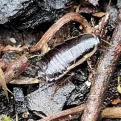 Drymaplaneta sp. (genus) at Paddys River, ACT - 22 Sep 2022