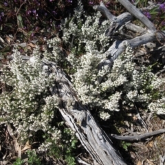 Cryptandra amara (Bitter Cryptandra) at The Pinnacle - 20 Sep 2022 by sangio7