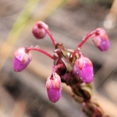 Tetratheca bauerifolia (Heath Pink-bells) at Gibraltar Pines - 22 Sep 2022 by trevorpreston