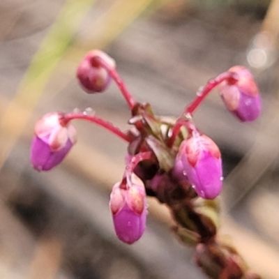 Tetratheca bauerifolia (Heath Pink-bells) at Paddys River, ACT - 22 Sep 2022 by trevorpreston