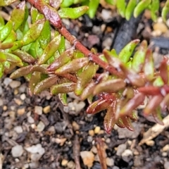 Tetratheca bauerifolia at Paddys River, ACT - 22 Sep 2022