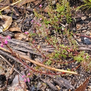 Tetratheca bauerifolia at Paddys River, ACT - 22 Sep 2022 10:25 AM