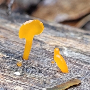 Dacryopinax spathularia at Paddys River, ACT - 22 Sep 2022