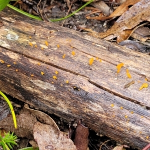 Dacryopinax spathularia at Paddys River, ACT - 22 Sep 2022