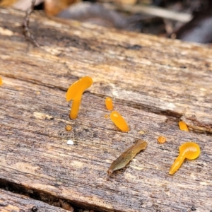 Dacryopinax spathularia at Paddys River, ACT - 22 Sep 2022 10:23 AM