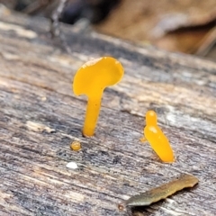 Dacryopinax spathularia at Paddys River, ACT - 22 Sep 2022