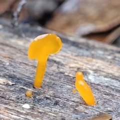 Dacryopinax spathularia at Paddys River, ACT - 22 Sep 2022 10:23 AM