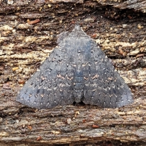 Praxis edwardsii at Paddys River, ACT - 22 Sep 2022