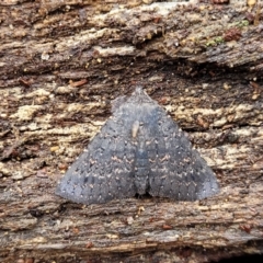 Praxis edwardsii at Paddys River, ACT - 22 Sep 2022