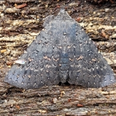 Praxis edwardsii at Paddys River, ACT - 22 Sep 2022