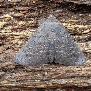 Praxis edwardsii at Paddys River, ACT - 22 Sep 2022