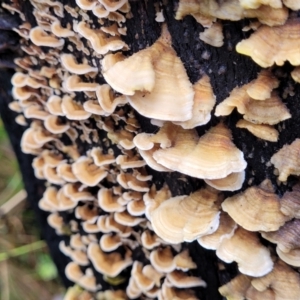 Stereum hirsutum at Paddys River, ACT - 22 Sep 2022