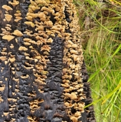 Stereum hirsutum at Paddys River, ACT - 22 Sep 2022