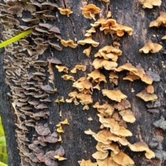 Stereum hirsutum at Paddys River, ACT - 22 Sep 2022